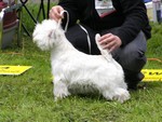 Sugar Star FCI, Hodowla West Highland White Terrier, West Highland White Terriery