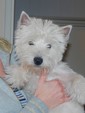 Sugar Star FCI, Hodowla West Highland White Terrier, West Highland White Terriery