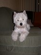 Sugar Star FCI, Hodowla West Highland White Terrier, West Highland White Terriery