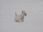 Sugar Star FCI, Hodowla West Highland White Terrier, West Highland White Terriery