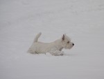 Sugar Star FCI, Hodowla West Highland White Terrier, West Highland White Terriery