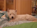 Sugar Star FCI, Hodowla West Highland White Terrier, West Highland White Terriery