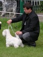 Sugar Star FCI, Hodowla West Highland White Terrier, West Highland White Terriery