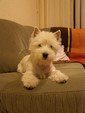 Sugar Star FCI, Hodowla West Highland White Terrier, West Highland White Terriery