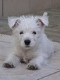 Sugar Star FCI, Hodowla West Highland White Terrier, West Highland White Terriery