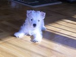 Sugar Star FCI, Hodowla West Highland White Terrier, West Highland White Terriery