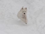 Sugar Star FCI, Hodowla West Highland White Terrier, West Highland White Terriery