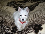 Sugar Star FCI, Hodowla West Highland White Terrier, West Highland White Terriery