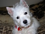 Sugar Star FCI, Hodowla West Highland White Terrier, West Highland White Terriery