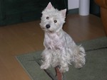 Sugar Star FCI, Hodowla West Highland White Terrier, West Highland White Terriery