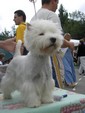Sugar Star FCI, Hodowla West Highland White Terrier, West Highland White Terriery
