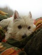 Sugar Star FCI, Hodowla West Highland White Terrier, West Highland White Terriery