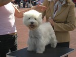 Sugar Star FCI, Hodowla West Highland White Terrier, West Highland White Terriery