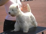 Sugar Star FCI, Hodowla West Highland White Terrier, West Highland White Terriery