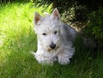 Sugar Star FCI, Hodowla West Highland White Terrier, West Highland White Terriery