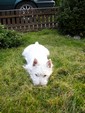 Sugar Star FCI, Hodowla West Highland White Terrier, West Highland White Terriery