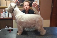 Sugar Star FCI, Hodowla West Highland White Terrier, West Highland White Terriery
