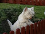 Sugar Star FCI, Hodowla West Highland White Terrier, West Highland White Terriery