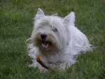Sugar Star FCI, Hodowla West Highland White Terrier, West Highland White Terriery