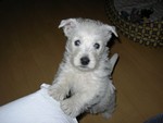 Sugar Star FCI, Hodowla West Highland White Terrier, West Highland White Terriery