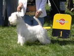 Sugar Star FCI, Hodowla West Highland White Terrier, West Highland White Terriery