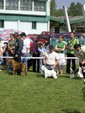 Sugar Star FCI, Hodowla West Highland White Terrier, West Highland White Terriery