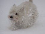 Sugar Star FCI, Hodowla West Highland White Terrier, West Highland White Terriery