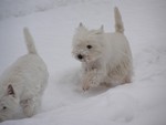 Sugar Star FCI, Hodowla West Highland White Terrier, West Highland White Terriery