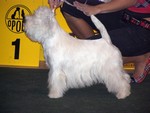 Sugar Star FCI, Hodowla West Highland White Terrier, West Highland White Terriery
