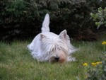 Sugar Star FCI, Hodowla West Highland White Terrier, West Highland White Terriery