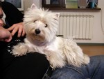 Sugar Star FCI, Hodowla West Highland White Terrier, West Highland White Terriery