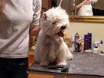 Sugar Star FCI, Hodowla West Highland White Terrier, West Highland White Terriery