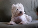Sugar Star FCI, Hodowla West Highland White Terrier, West Highland White Terriery