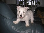 Sugar Star FCI, Hodowla West Highland White Terrier, West Highland White Terriery