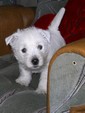Sugar Star FCI, Hodowla West Highland White Terrier, West Highland White Terriery