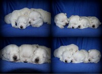 Sugar Star FCI, Hodowla West Highland White Terrier, West Highland White Terriery