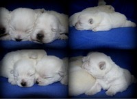 Sugar Star FCI, Hodowla West Highland White Terrier, West Highland White Terriery