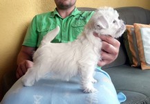 Sugar Star FCI, Hodowla West Highland White Terrier, West Highland White Terriery