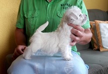 Sugar Star FCI, Hodowla West Highland White Terrier, West Highland White Terriery