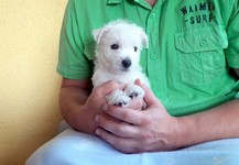 Sugar Star FCI, Hodowla West Highland White Terrier, West Highland White Terriery