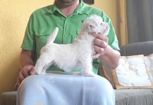Sugar Star FCI, Hodowla West Highland White Terrier, West Highland White Terriery