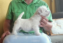 Sugar Star FCI, Hodowla West Highland White Terrier, West Highland White Terriery