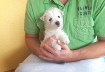 Sugar Star FCI, Hodowla West Highland White Terrier, West Highland White Terriery