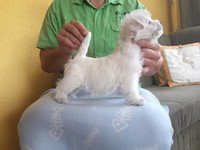 Sugar Star FCI, Hodowla West Highland White Terrier, West Highland White Terriery