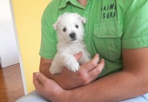 Sugar Star FCI, Hodowla West Highland White Terrier, West Highland White Terriery