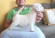 Sugar Star FCI, Hodowla West Highland White Terrier, West Highland White Terriery
