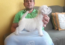 Sugar Star FCI, Hodowla West Highland White Terrier, West Highland White Terriery