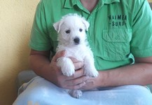Sugar Star FCI, Hodowla West Highland White Terrier, West Highland White Terriery