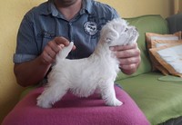 Sugar Star FCI, Hodowla West Highland White Terrier, West Highland White Terriery