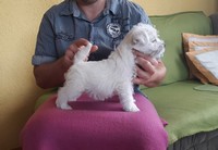 Sugar Star FCI, Hodowla West Highland White Terrier, West Highland White Terriery